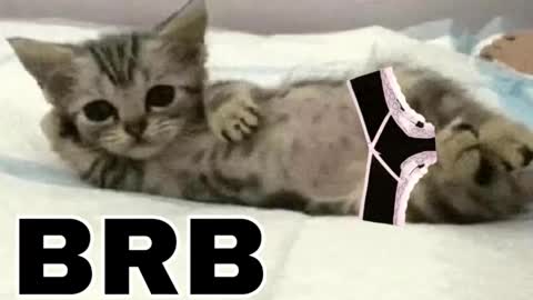 miko3 online show from November 8, 11:08 pm