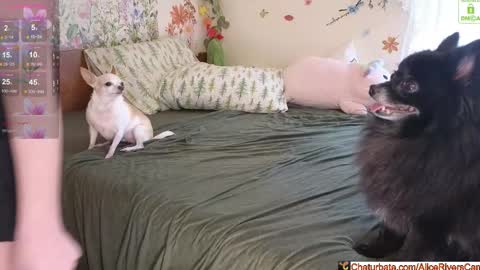 Alice Rivers ---- Enter my public Discord-  online show from March 25, 8:37 pm