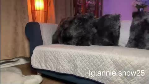 Snapshot of annie_snow_ chatting on February 27, 4:24 am JEANNE no olvides seguirme dont forget follow me uu online show from February 27, 4:24 am