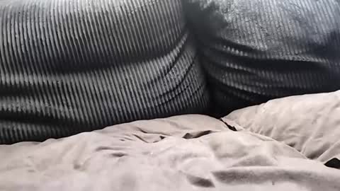 casey_dnkydck online show from May 19, 8:54 am