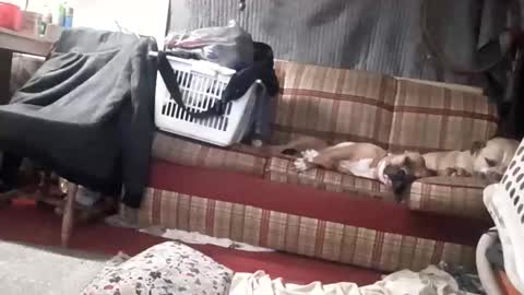 Cowboy-Ohiolook online show from February 14, 3:15 pm