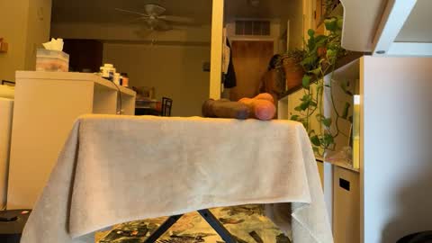 davxlr online show from December 2, 5:15 am