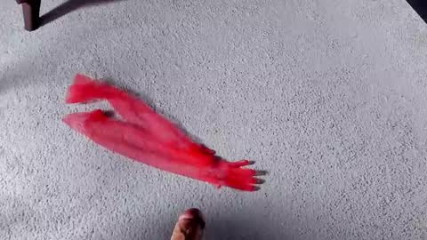 Dorothy Next stream on Monday at 3am-9am online show from March 27, 8:26 am