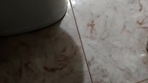 dthedog12 online show from October 30, 9:48 pm