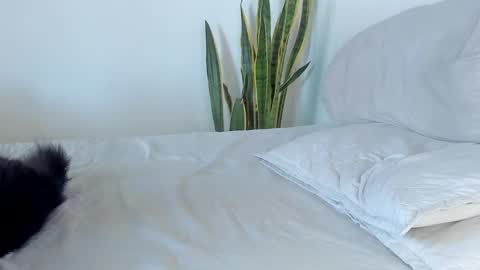 -  A N D E R online show from November 14, 2:52 pm