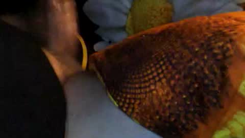 speedy online show from February 1, 10:12 am