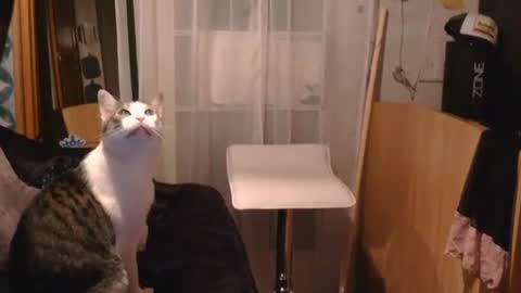 Snapshot of littleleo96 chatting on September 9, 10:59 am littleleo96 online show from September 9, 10:59 am