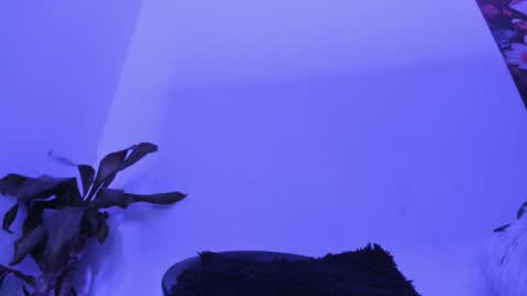 luciana online show from December 21, 2:29 am