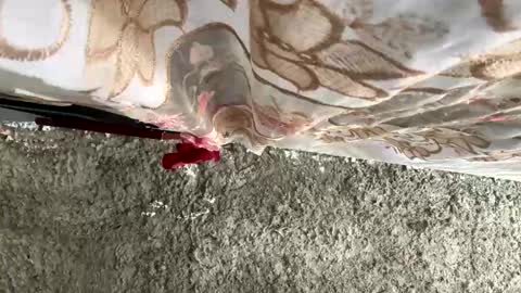 melodysnow online show from January 10, 6:35 pm