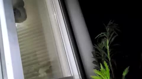 Roman online show from June 10, 1:38 am