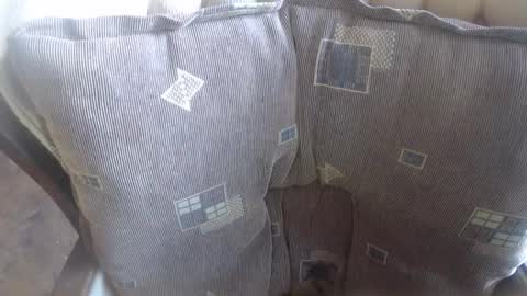 Lilly  online show from October 17, 9:24 am