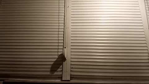 angel hris online show from March 5, 7:12 pm