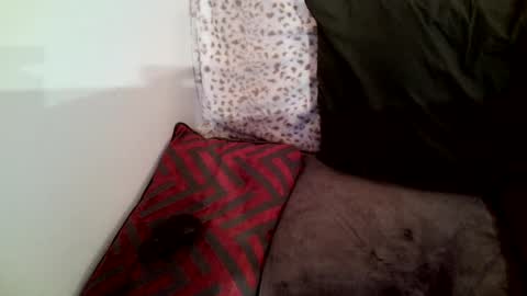 Parlay tellio online show from January 29, 2:30 am