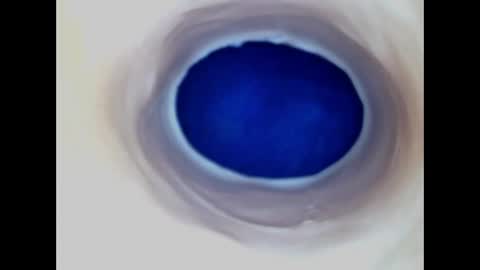 Paula 18 Aninhos online show from March 29, 3:19 am