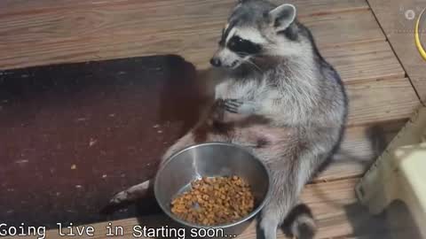 Ryan aka KeylimeRy online show from November 19, 8:13 am