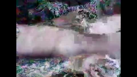 shyjamez6969 online show from April 28, 5:34 am