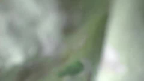 Snapshot of sophia_indian chatting on March 10, 6:23 pm Sophia Tamil online show from March 10, 6:23 pm