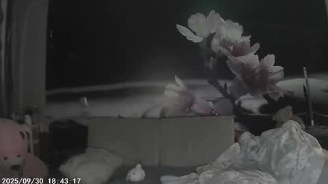 Sophie and my bestie Mandy    online show from September 29, 8:30 pm