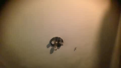 watch me cum online show from January 25, 7:06 am