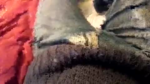 superlimo3 online show from December 22, 3:52 pm