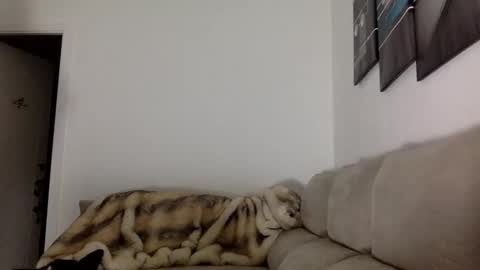 ALBA online show from November 14, 5:48 pm