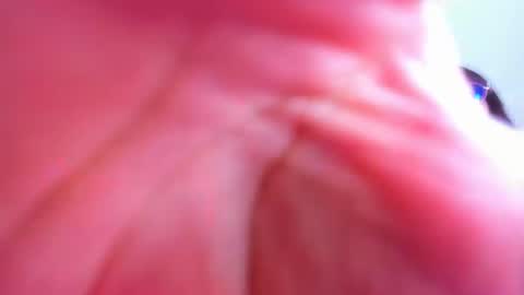 Snapshot of sweetisabella__ chatting on February 1, 6:00 am Isabella online show from February 1, 6:00 am