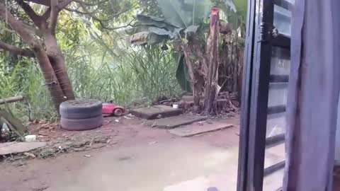 venus ... zeus sheer  online show from February 16, 1:09 pm