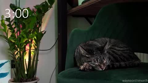 waynenorth online show from January 15, 4:27 pm