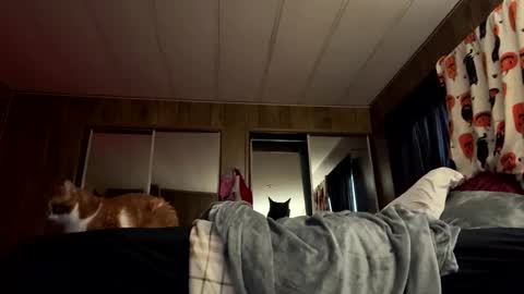 wildkatxx20 online show from March 5, 12:36 pm